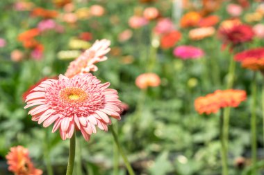 Gerber papatyası doğal güneş ışığı ile yakın.