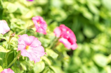 Seçici odak görünümü ile bahar çiçekleri