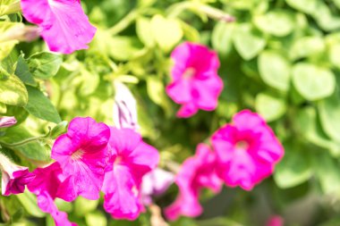 Seçici odak görünümü ile bahar çiçekleri