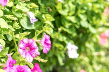 Seçici odak görünümü ile bahar çiçekleri