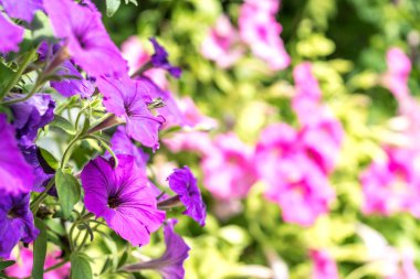 Seçici odak görünümü ile bahar çiçekleri