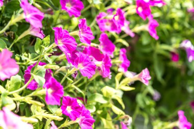 Seçici odak görünümü ile bahar çiçekleri