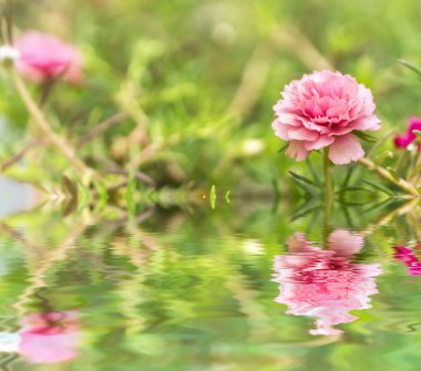 Yansıması ile çiçek