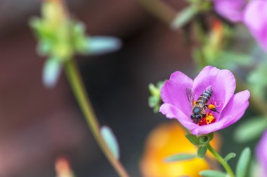 arkaplanı bulanık çiçek