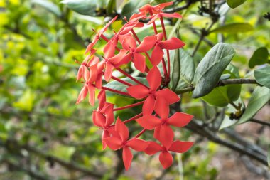 arkaplanı bulanık çiçek