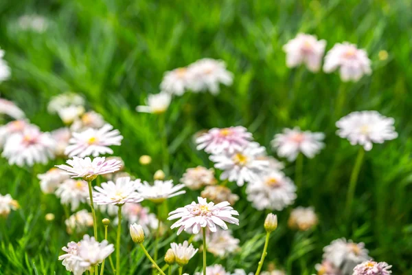 Schöne Frische Blume Mit Natürlichem Sonnenlicht Und Verschwommenem Hintergrund — Stockfoto