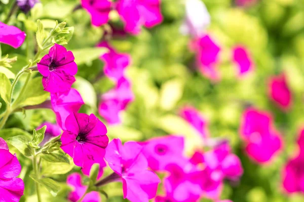 Flores Primavera Com Visão Seletiva Foco — Fotografia de Stock