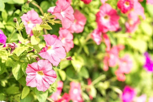 Flores Primavera Com Visão Seletiva Foco — Fotografia de Stock