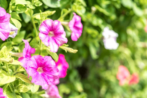 Flores Primavera Com Visão Seletiva Foco — Fotografia de Stock