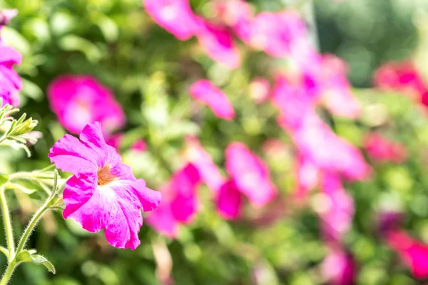 Frühlingsblumen Mit Selektiver Fokussicht — Stockfoto