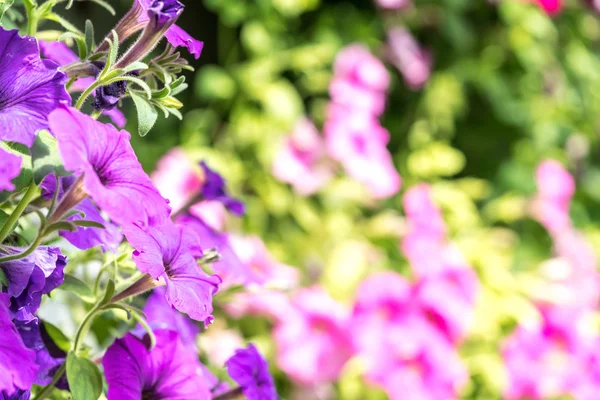 選択的な焦点の眺めが付いている春の花 — ストック写真