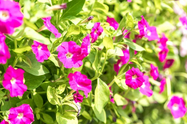 Flores Primavera Com Visão Seletiva Foco — Fotografia de Stock