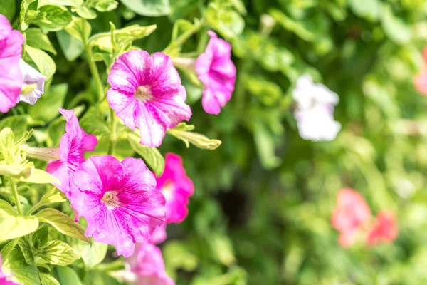 Vårblommor Med Selektiv Fokus Visa — Stockfoto