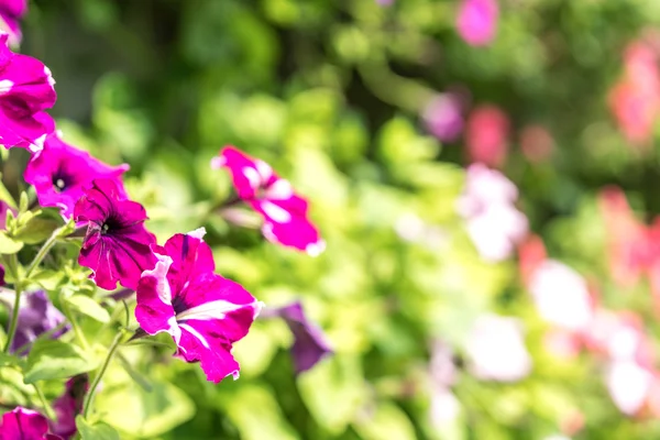 Lente Bloemen Met Selectieve Focus Weergave — Stockfoto