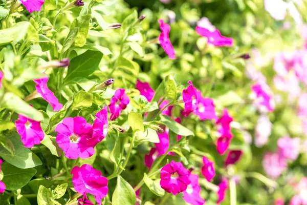 Vårblommor Med Selektiv Fokus Visa — Stockfoto