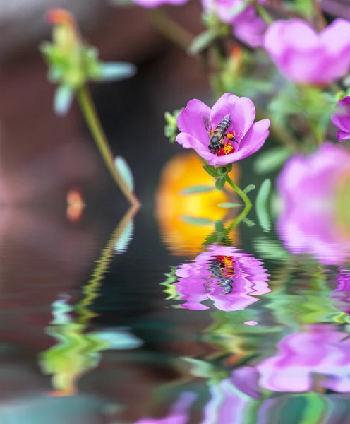 Fiore con sfondo sfocato — Foto Stock