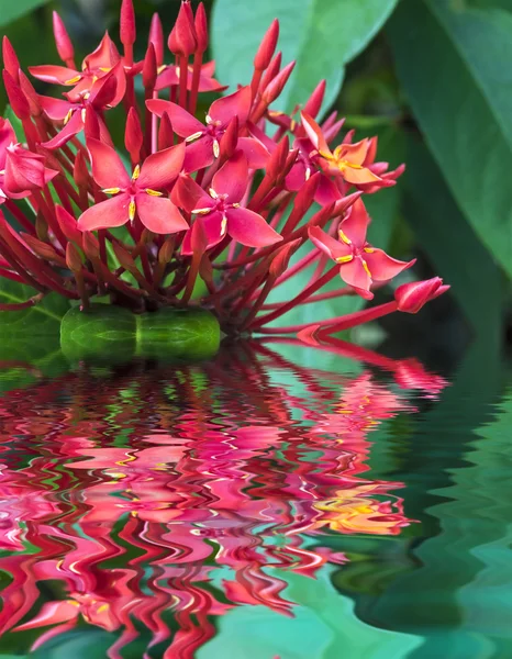 Flower with water reflection — Stock Photo, Image