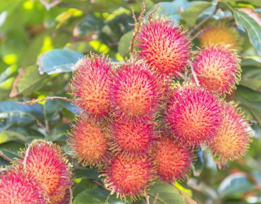 Rambutan