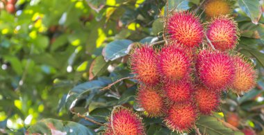Rambutan