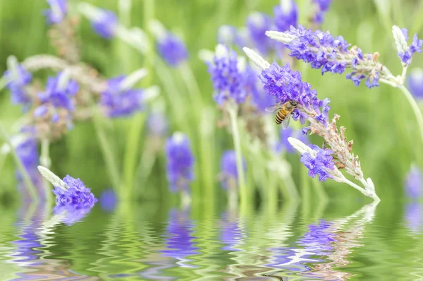 Violetter Lavendel — Stockfoto