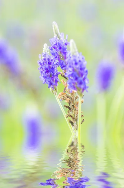 Lavanda viola — Foto Stock