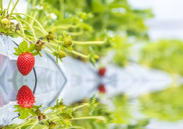 Fragola — Foto Stock