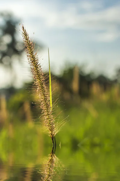 Gras — Stockfoto