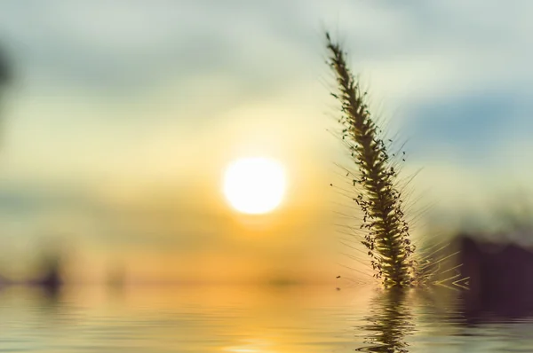 Grass — Stock Photo, Image