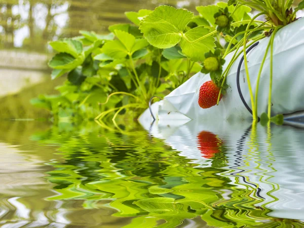 Strawberry farm — Stock Photo, Image