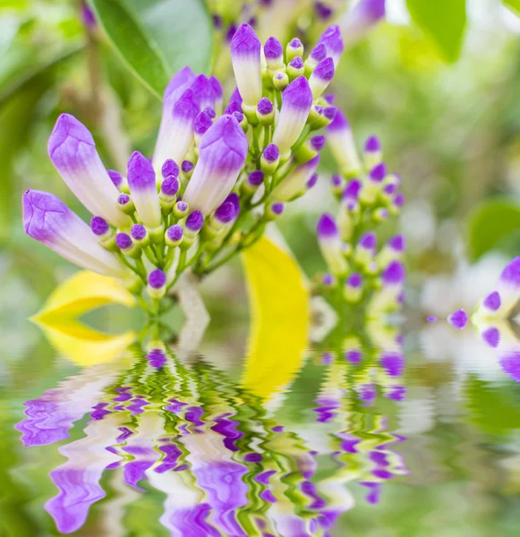 Manhã beijo flor — Fotografia de Stock