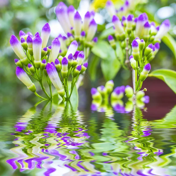 Mattina bacio fiore — Foto Stock