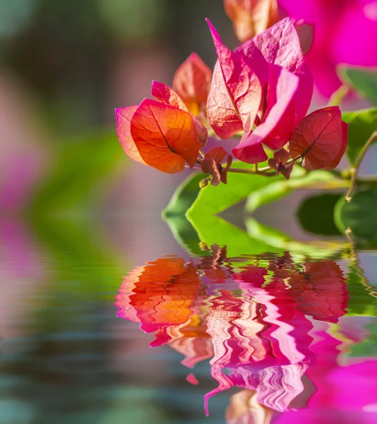 Fiore di Bougainvillea — Foto Stock