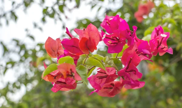 Bougainvillea flower — Stock Photo, Image