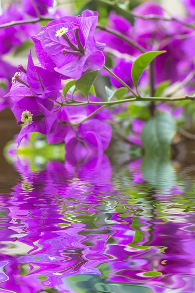 Bougainvillea flower — Stock Photo, Image