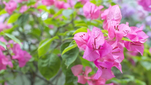 Bougainvillea flower — Stock Photo, Image