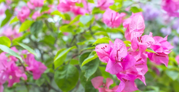 叶子花 — 图库照片