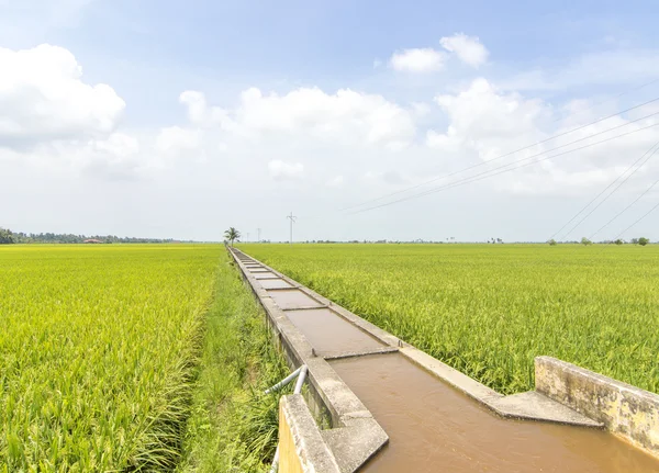 Campo de Paddy — Fotografia de Stock