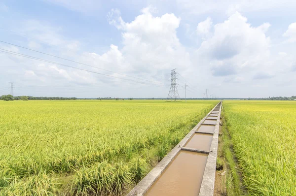 Campo de Paddy — Fotografia de Stock