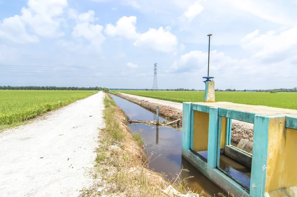 Campo de Paddy — Fotografia de Stock