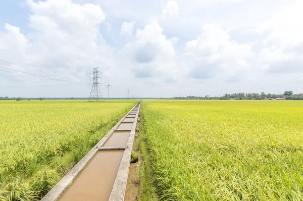 Campo de Paddy — Fotografia de Stock