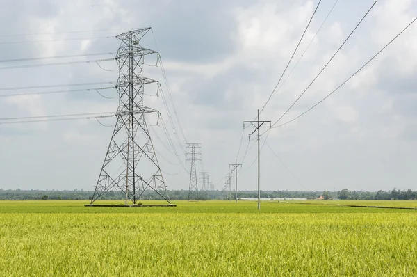 Paddy field — Stock Photo, Image