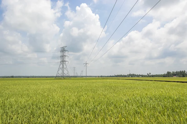 Paddy field — Stock Photo, Image