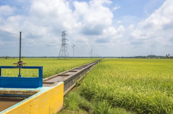 Campo de Paddy — Fotografia de Stock