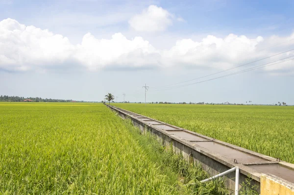 Campo de arroz —  Fotos de Stock