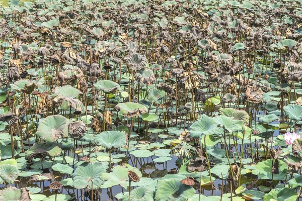 Dry lotus — Stock Photo, Image