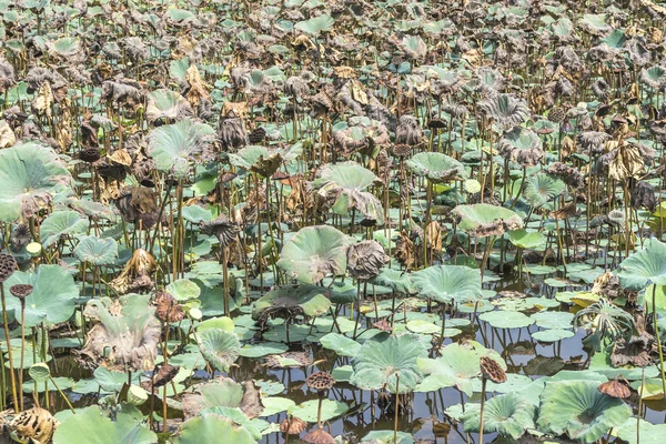 Dry lotus — Stock Photo, Image