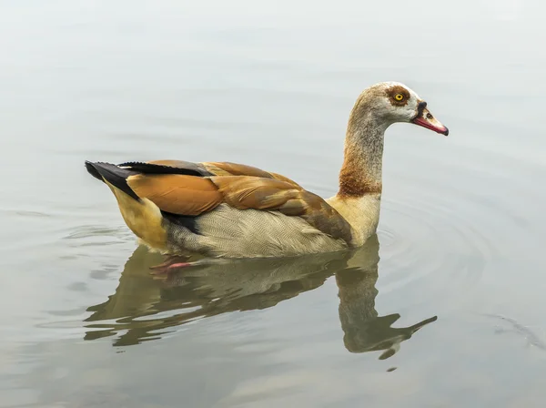 Ente — Stockfoto