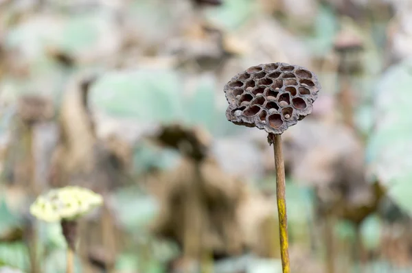 Droge lotus — Stockfoto