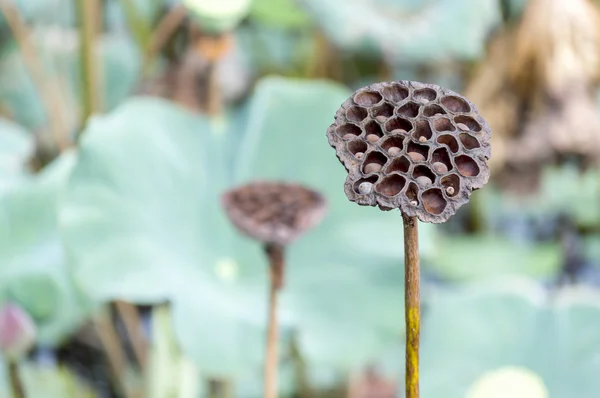 Suché lotus — Stock fotografie