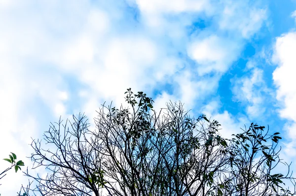 Árbol muerto — Foto de Stock